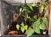 Red eye tree frogs