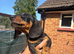Miniature kc Black and Tan boy