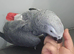 Super chatty and Super tame African Grey