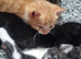 4 male kittens