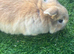Baby mini lop rabbit