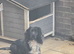Cocker Spaniel stud