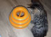 Tabby female kitten