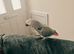 10 years old really tame African grey