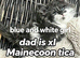 Hugh Maine coin pure breed kittens