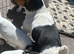 Jack Russell puppies