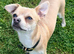 9 Month Old Male Chihuahua Puppy