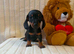 Miniature dachshund