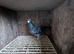 Racing Pigeons for sale