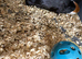Guinea pigs
