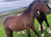 Yearling colt Irish sports horse