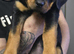 Last Females Available &ndash; Strong German Style