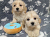 Maltipoo puppy boys available