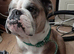 English bulldog for sale for stud and pet needs plenty of walks and garden all papers 5 year old genuine loyal dog