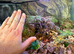 adult Brazilain pink birdeater tarantula And setup