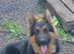 KC REG GERMAN SHEPHERD STUD
