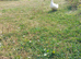 Ducks