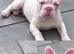 Pink rope French bulldog for rehome