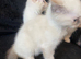 Maine coon mix