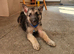 Black,Sable and white german sheherd pups
