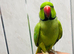 Baby green ring neck talking Parrot