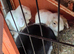 Baby rabbits for sale