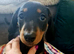 Miniature dachshund 3 males 1 female