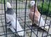A beautiful pigeons