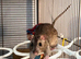 Top ear Baby rats for sale 12 pups