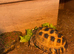 3yr old Horsfield tortoise