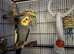 Two cockatiels for homing