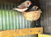 Zebra finches