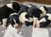 Stunning Border Collie Puppies