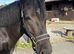 Registered New Forest Mare - Companion / Broadmare