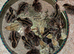 60 Quails Chicks (Jambo 1 Day old) available