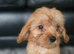 Beautiful cavapoo babies
