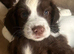 KC Reg Springer Spaniels