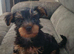  Adorable 9-Week-Old Male Yorkshire Terrier Puppy Looking for His Forever Home