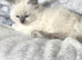 Ragdoll kittens