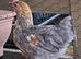 Young Pekin Bantam Pair