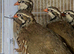 Red legged partridge