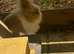 Dwarf Lionhead Boys each 1 only