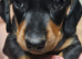 4 beautiful miniature daschund puppies for sale. From £700.