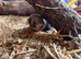Beautiful Baby Ferrets For Sale