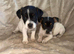 Beautiful jack Russell pups - ready Friday