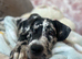 Great Dane x mastiff (daniff) puppy
