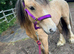 10month Buckskin colt