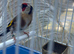 x2 males goldfinches very steady and calm