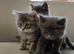 Nebelung × Ragdoll Kittens