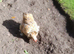 Millefleur Pekin chicken